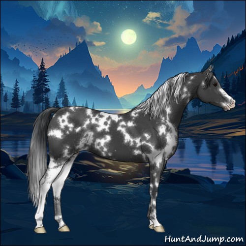 Horse Color:White Spotted Black Sabino 