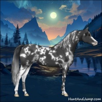 Horse Color:White Spotted Black Sabino 