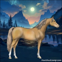 Horse Color:Palomino Sabino 