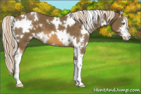 Horse Color:White Spotted Chocolate Palomino Sabino 