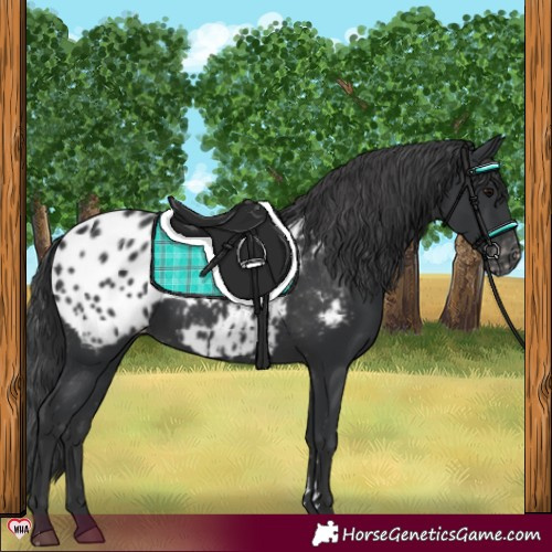 Horse Color:Black Appaloosa
