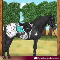 Horse Color:Black Appaloosa 