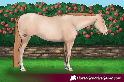 Horse Color:Gold Champagne Pearl Rabicano and Sable Champagne Pearl Rabicano