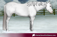 Horse Color:Liver Red Dun Appaloosa 
