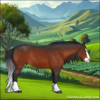 Horse Color:Brown Splash Rabicano