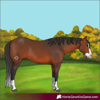 Horse Color:Bay Splash Rabicano
