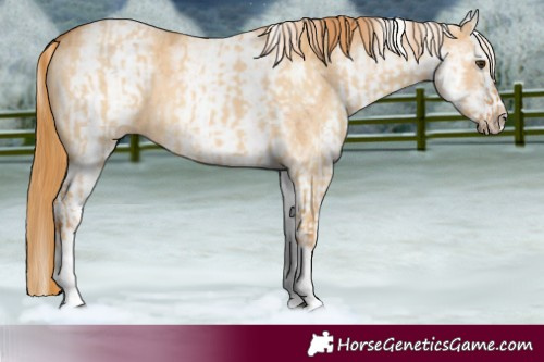 Horse Color:White Spotted Red Dun Rabicano and White Spotted Red Dun Splash Rabicano