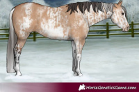 Horse Color:White Spotted Bay Dun Rabicano  and White Spotted Bay Dun Splash Rabicano 