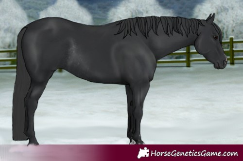 Horse Color:Black and Black Rabicano