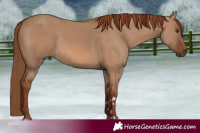 Horse Color:Red Dun 