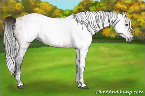 Horse Color:Gray Bay  and Gray Bay 