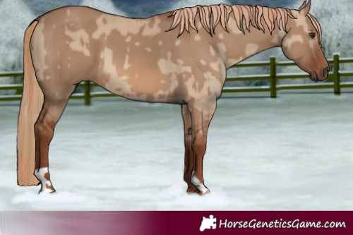 Horse Color:Red Dun and Red Dun