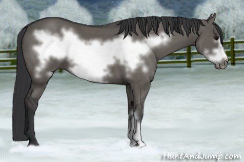 Horse Color:Grullo Frame