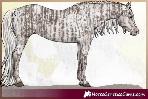 Horse Color:Silver Black  and Silver Black Appaloosa 