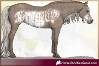 Horse Color:Silver Grullo  and Silver Grullo Frame 
