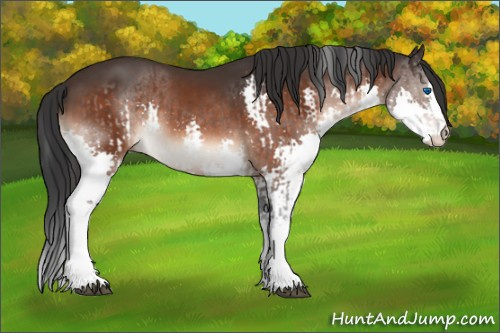 Horse Color:Brown Splash and Brown Splash