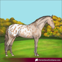 Horse Color:Amber Champagne Appaloosa 