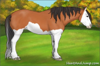 Horse Color:Bay Splash 