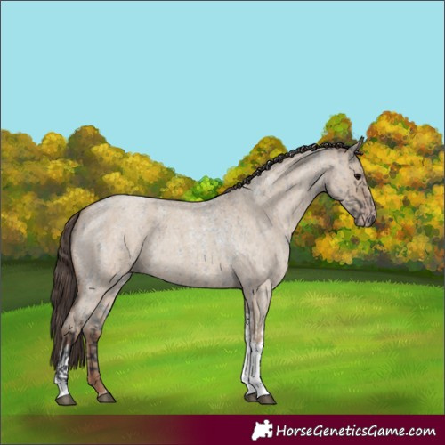 Horse Color:Grullo Roan Tobiano  and Classic Champagne Roan Dun Tobiano 