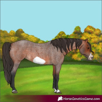 Horse Color:Bay Roan Splash Frame Rabicano