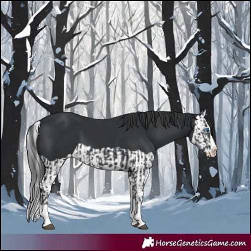 Horse Color:Black Splash and Black Splash