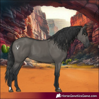 Horse Color:Grullo 