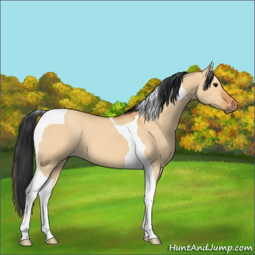 Horse Color:Bay Dun Tobiano 
