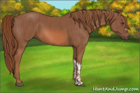 Horse Color:Chestnut and Chestnut
