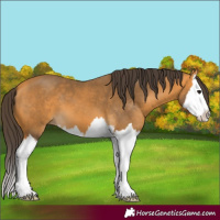 Horse Color:Buckskin Splash