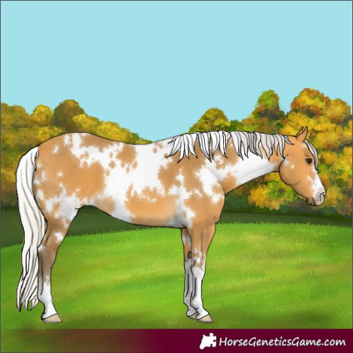 Horse Color:White Spotted Silver Buckskin 