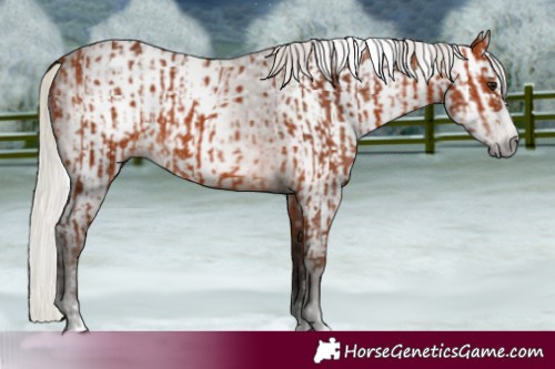 Horse Color:Silver Bay  and Gray Silver Bay 