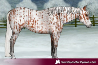 Horse Color:Silver Bay  and Gray Silver Bay 