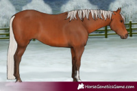 Horse Color:Silver Bay  and Silver Bay 