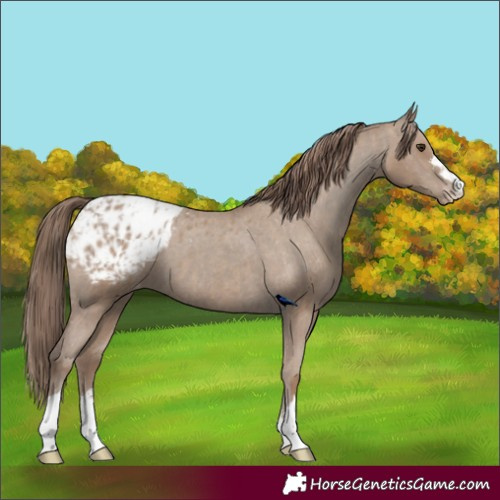 Horse Color:Classic Champagne Appaloosa  and Classic Champagne Appaloosa 