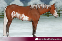Horse Color:Silver Bay  and Silver Bay Frame 