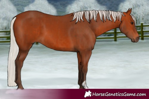 Horse Color:Silver Bay  and Silver Bay 