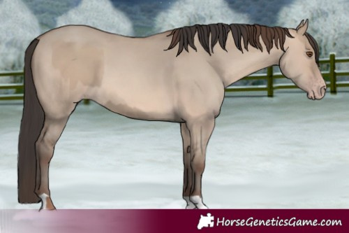Horse Color:Classic Champagne Dun  and Sable Champagne Dun 