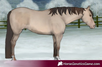 Horse Color:Classic Champagne Dun  and Sable Champagne Dun 