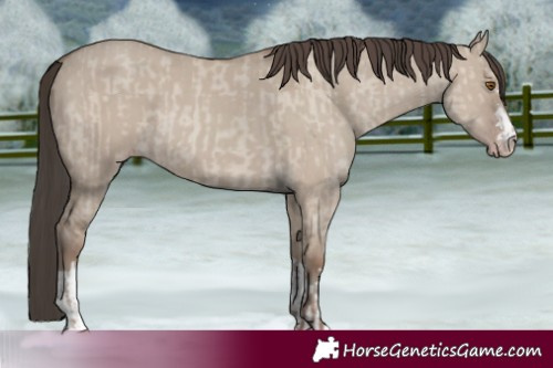 Horse Color:Classic Champagne Dun and Classic Champagne Dun