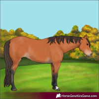 Horse Color:Bay Rabicano 