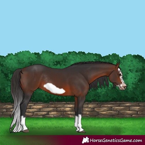 Horse Color:Brown Splash Frame Rabicano