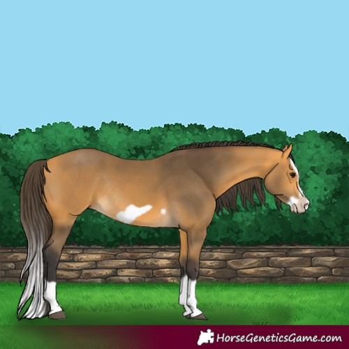 Horse Color:Buckskin Splash Frame Rabicano 