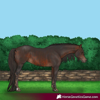 Horse Color:Liver Chestnut  and Bay 