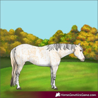 Horse Color:Buckskin Dun Tobiano and Buckskin Dun Tobiano Blanket