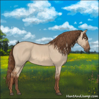 Horse Color:Red Dun 