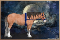 Horse Color:Bay Roan Splash  and Bay Roan Splash 