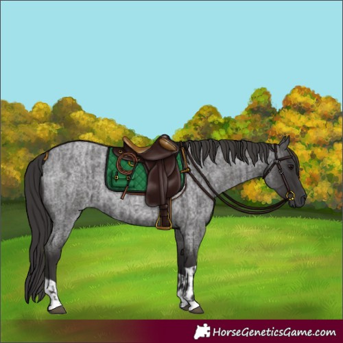 Horse Color:Smoky Blue Roan  and Smoky Blue Roan 