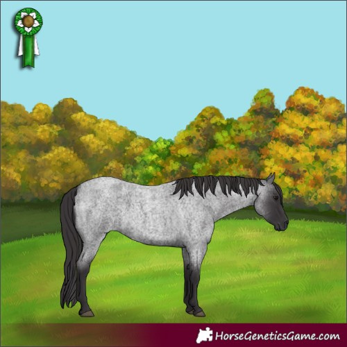 Horse Color:Smoky Blue Roan 