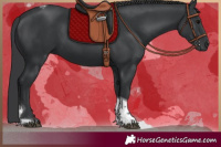 Horse Color:Black Tobiano 