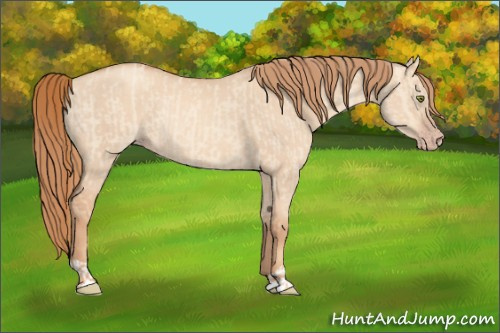 Horse Color:Gold Champagne Dun Rabicano and Gold Champagne Dun Rabicano